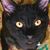 Elizabeth Cogwin's profile image