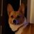 Dan Duque's profile image