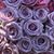 Ana Raquel Flores's profile image