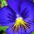 Sharon Evans's profile image