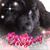Dave Stetko's profile image