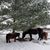 Laura Oleson Pichler's profile image