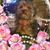 Karen Heininger's profile image