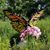 Diana Hartzler's profile image