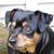 Linda Altenburg Willett's profile image
