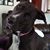 Sue Dibble-Clemente's profile image