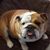 Diane Bleyer's profile image