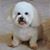 Frank Balbuena's profile image