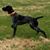 Lucky Pets Transportation's profile image