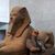 Rafy Manso's profile image