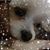 Tina Noles's profile image