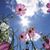Deb Swinicki's profile image