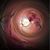 Thom Davis's profile image