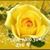 Dawn DeWeese's profile image