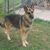 David Ropp's profile image