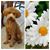Denise Begnoche Wiedeman's profile image
