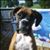 Carol Dowe's profile image