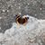 Stacey Dorsch's profile image