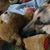 Sharon B. Gofberg's profile image