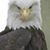 Richard C. Douglas's profile image