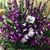 Ligia Rivero's profile image