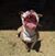 Tim Tibbett's profile image