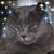 Donna Monaco Olsen's profile image