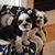Marcella Gasparri's profile image