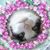 Janet Wright Wallace's profile image