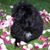 Vickie Shultz- Hoff's profile image