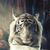 Tina Gennaro's profile image