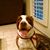 Cindy Cota Tremel's profile image