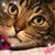 Jules Rosas's profile image