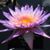 Elaine Campbell's profile image