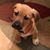 Susan Pedderson Meye's profile image