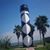 Diane Ward's profile image