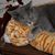 Dolores Plamondon's profile image