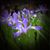 Melissa Garner Black's profile image