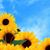 Shawna Lanae's profile image