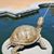 Margaret Bond Duffy's profile image
