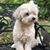 Lucy Chua's profile image