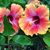 Bernice Singleton's profile image