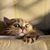 Lori Richter's profile image
