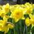 Jill Adams Sullivan's profile image
