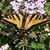 Paulette Claire's profile image