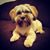 Dena Sarris DeSantis's profile image