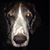Pat Mahoney's profile image