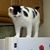 Lilly Cat's profile image