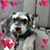 Carolyn Rocchi Cleary's profile image