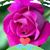 Maria Perdomo de Rodriguez's profile image